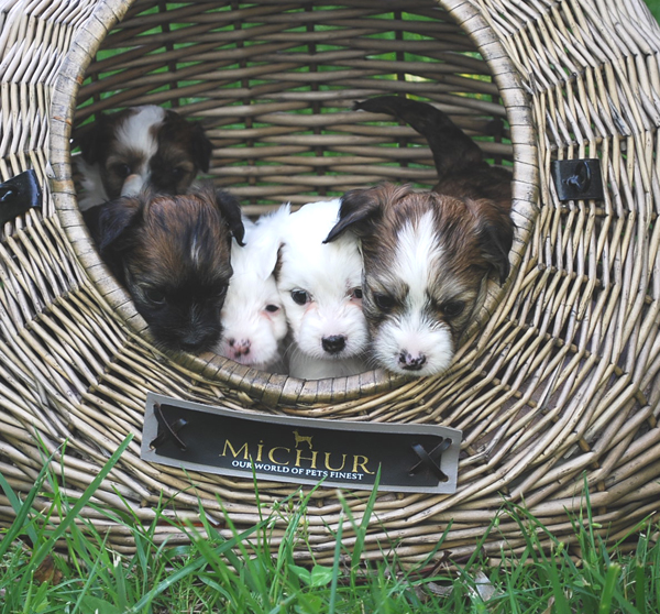 Reiseübelkeit beim Hund