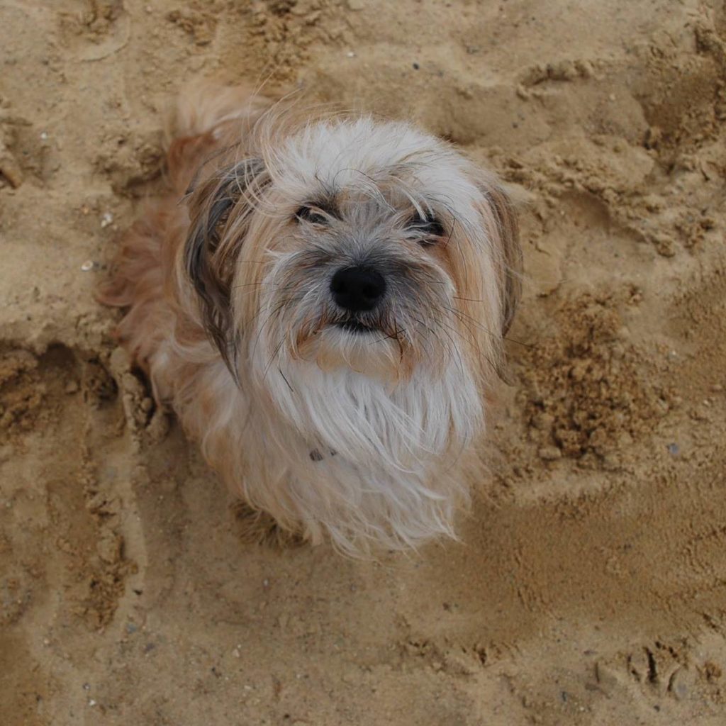 Reiseübelkeit beim Hund