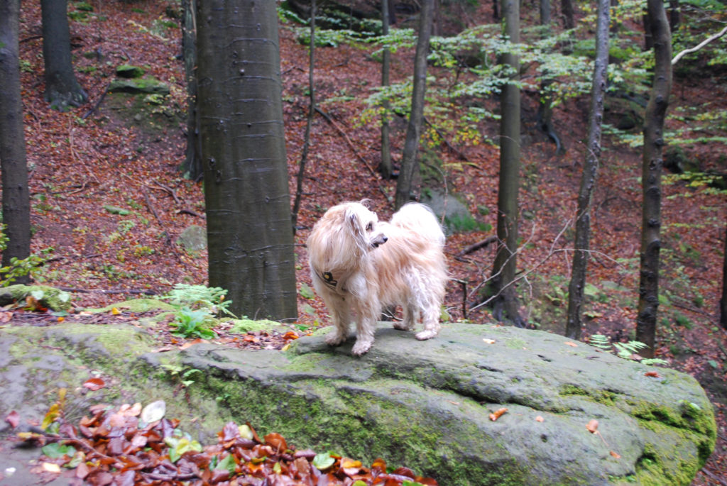 Reiseübelkeit beim Hund